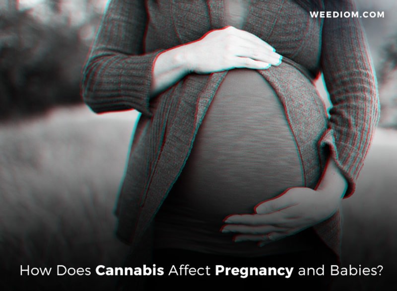 How Does Cannabis Affect Pregnancy and Babies? Weediom